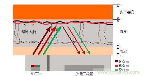 反射光脈搏測(cè)量原理。傳感器發(fā)出的光透過皮膚和組織，一部分被吸收，一部分被反射回檢測(cè)器。因?yàn)閯?dòng)脈中的血流量隨心臟的每次跳動(dòng)會(huì)有所變化，因此光線被吸收的量以及檢測(cè)器收到的信號(hào)強(qiáng)度也會(huì)隨之發(fā)生改變。綠光可以在手腕處提供最佳結(jié)果，而紅光和紅外光一般用于手指測(cè)量。 8