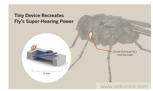 顯示研究人員們經(jīng)由這種寄生蠅的聲音處理機制啟發(fā)，開發(fā)出一款低功耗的麥克風(fēng)組件。