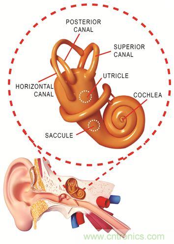 圖1. 人體平衡和聽力是內(nèi)耳中復(fù)雜平衡器官的一部分。
