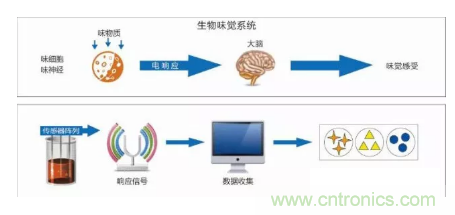 仿生傳感器的定義、原理、分類及應(yīng)用