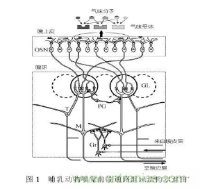 仿生傳感器的定義、原理、分類及應(yīng)用